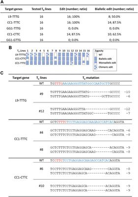 Hs1Cas12a and Ev1Cas12a confer efficient genome editing in plants